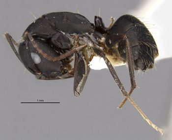 Media type: image;   Entomology 29521 Aspect: habitus lateral view